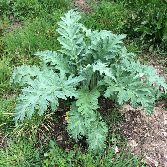 Artichoke Cynara scolymus plant