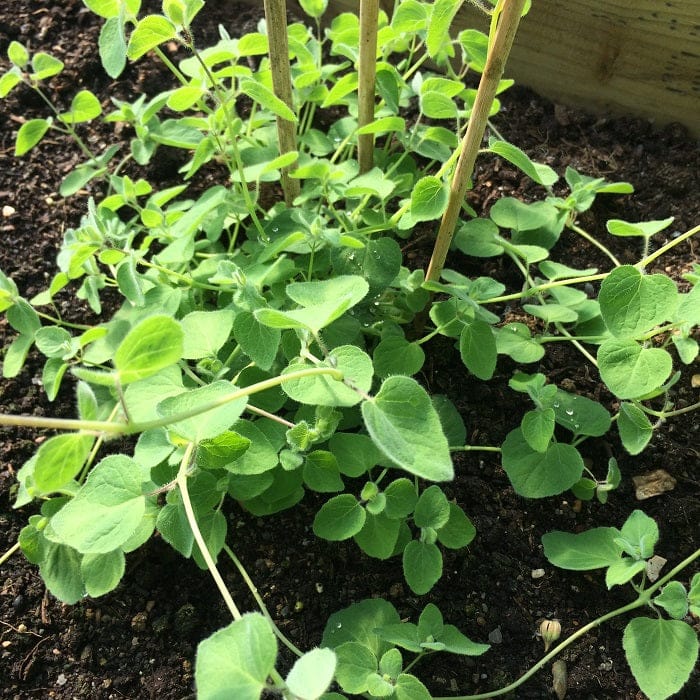 Codonopsis pilosula plant