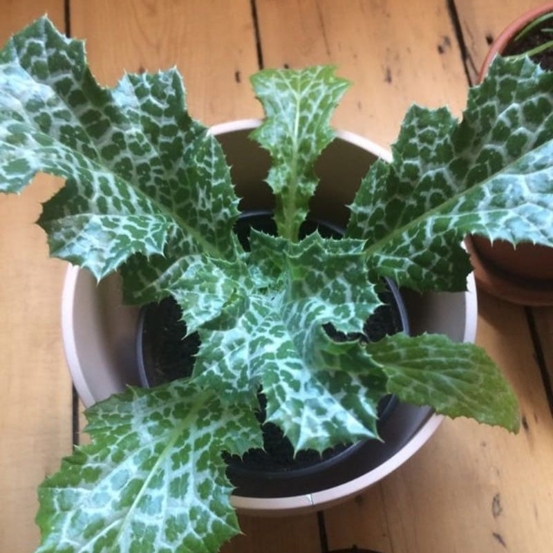 Milk thistle plant