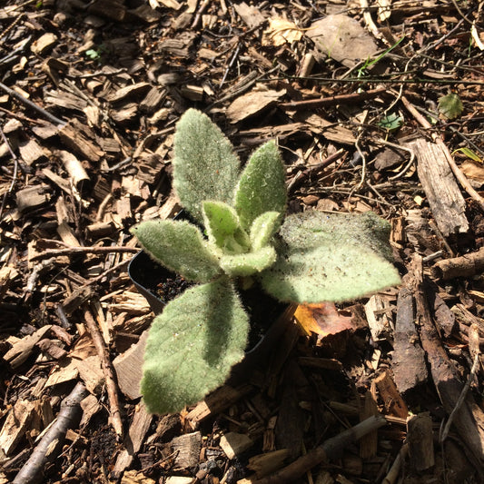 Mullein Plant Ireland