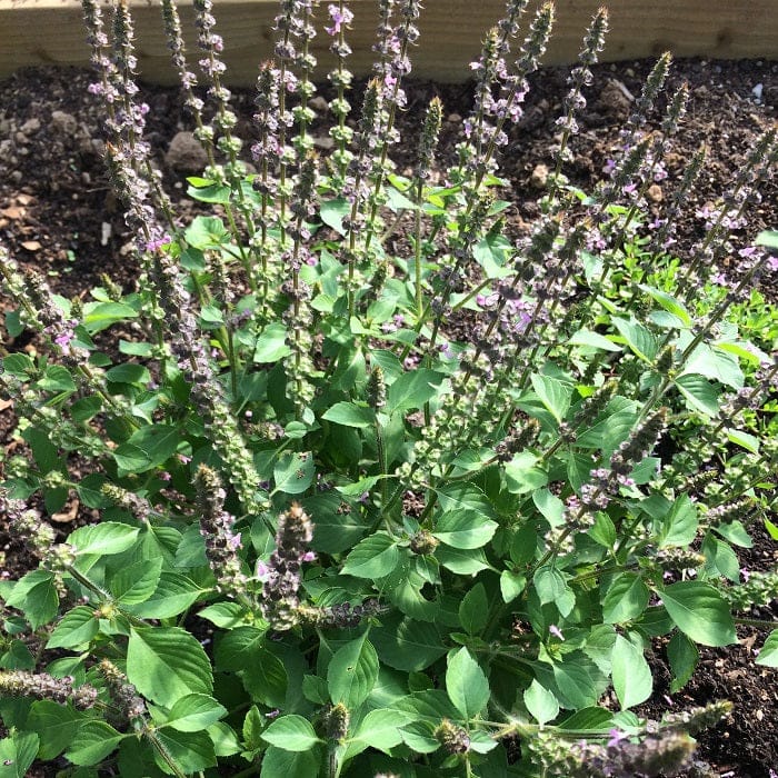 Tulsi Holy Basil plant