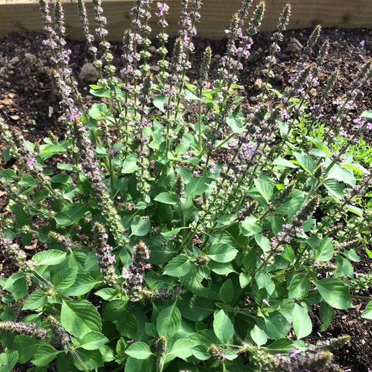 Tulsi Holy Basil plant