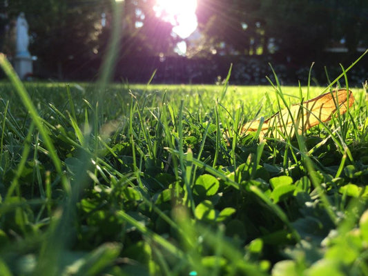 An overview of Herbal Benefits