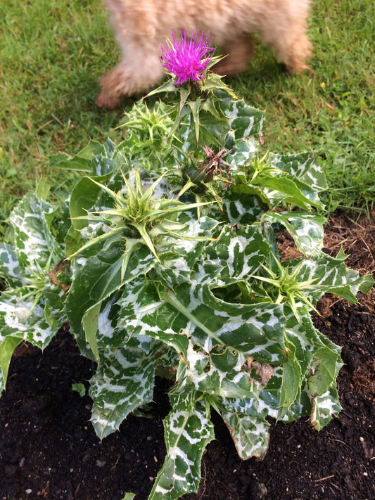 Milk thistle (Silybum marianum)