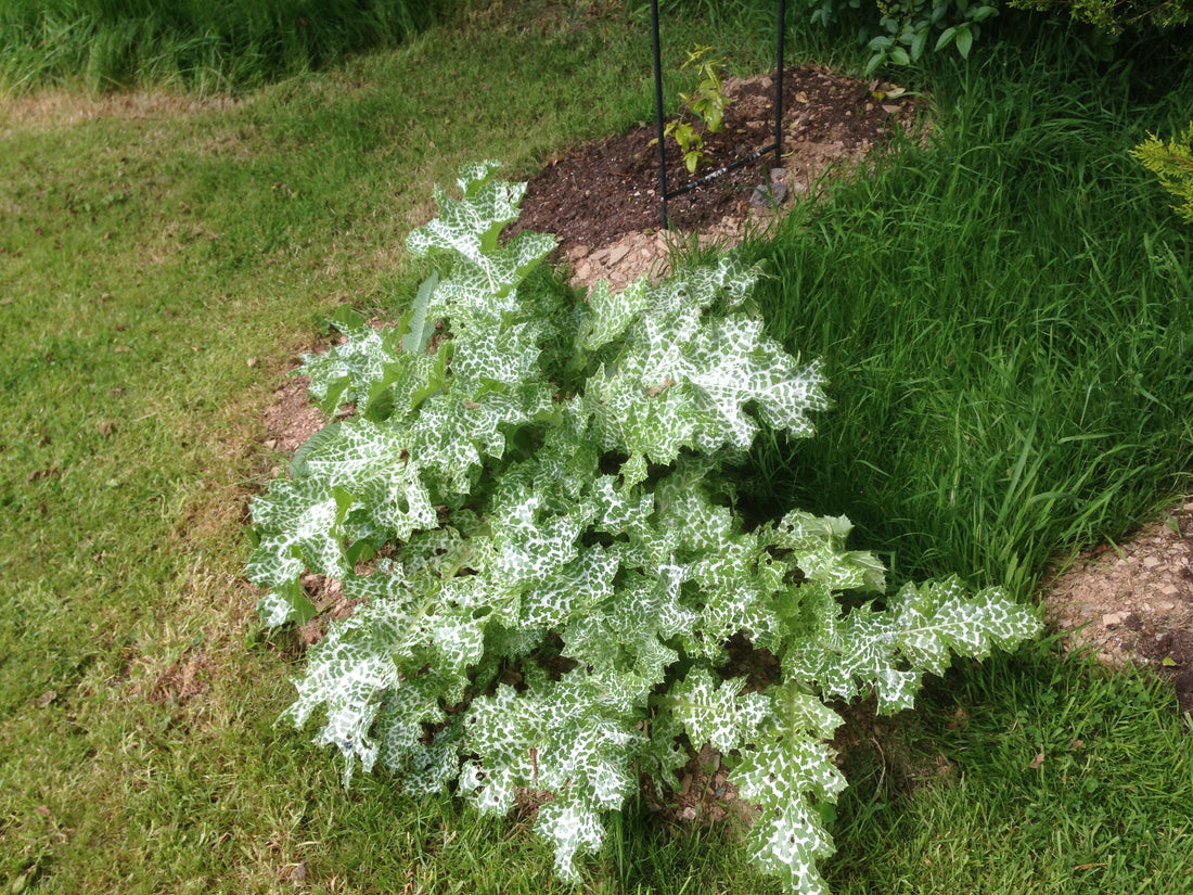 Milk thistle plant