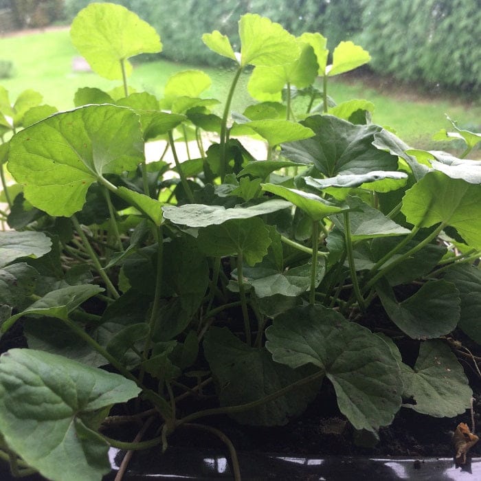 Centella asiatica Gotu kola Ireland 