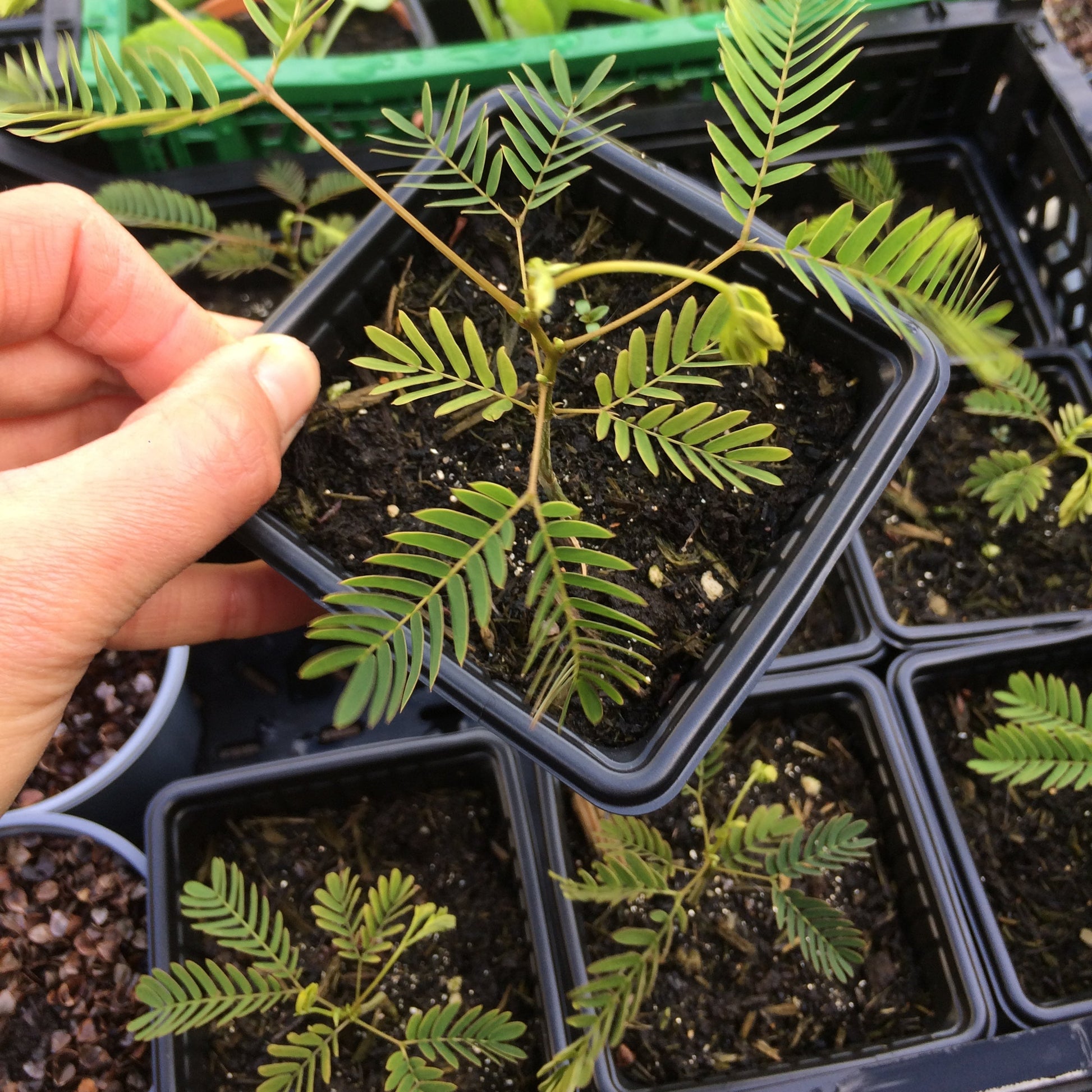 Albizia julibrissin Silk tree
