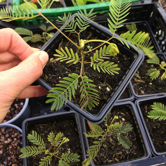 Albizia julibrissin Silk tree