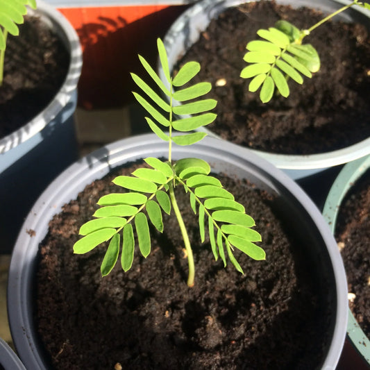 Albizia julibrissin seedling
