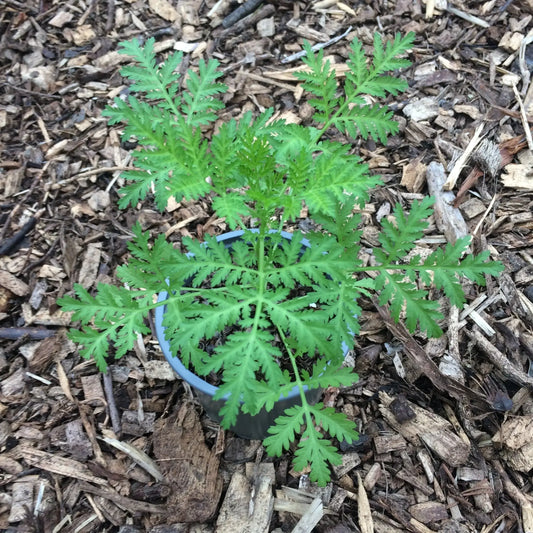 Artemisia Annua (Sweet Wormwood) Plant 