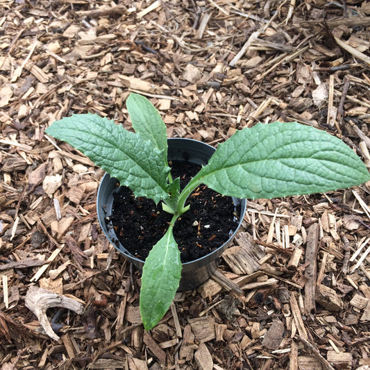 Artichoke Cynra scolymus plant for sale Ireland
