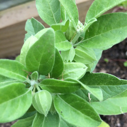 Ashwagandha Withania somnifera, Winter cherry