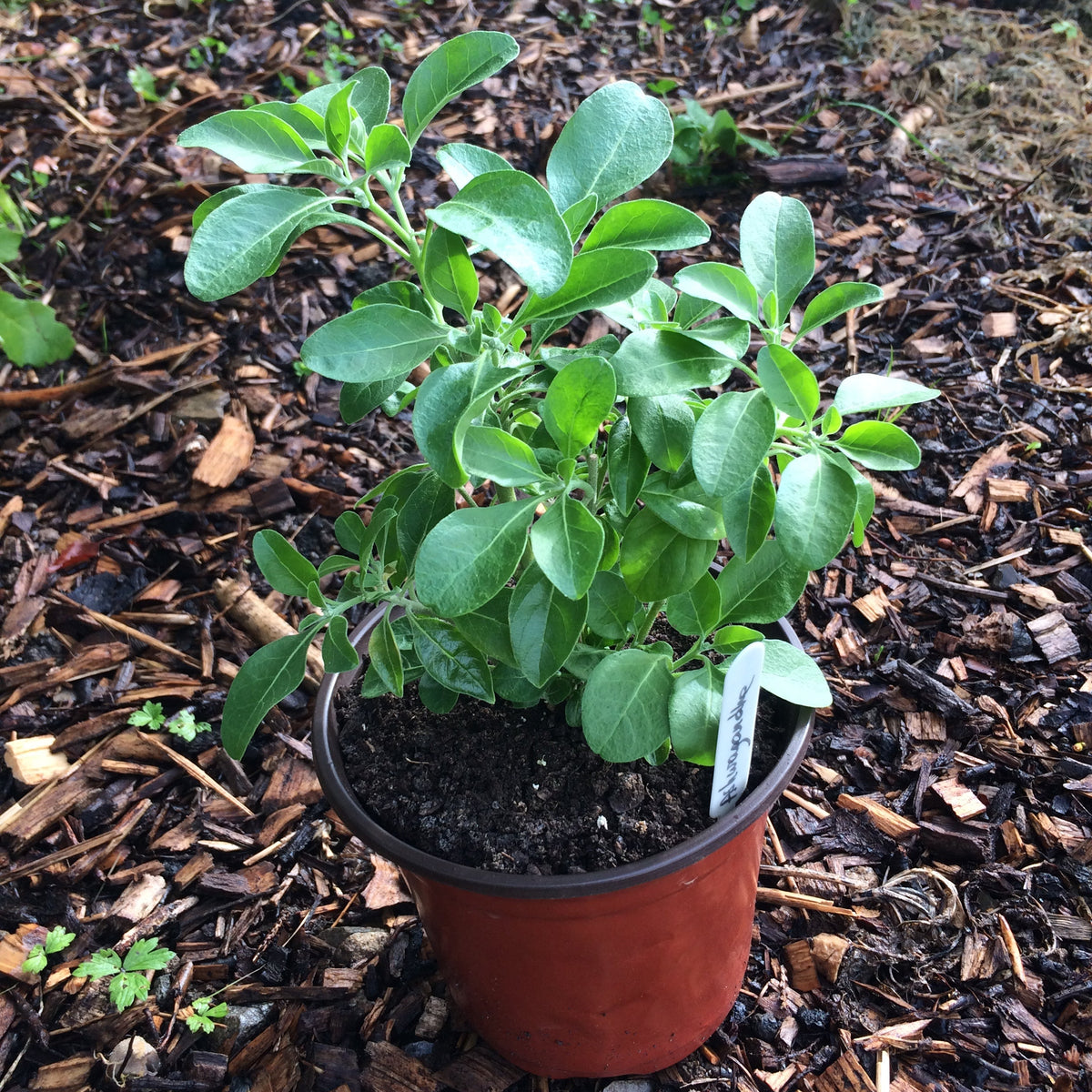 Ashwagandha plant Ireland Online