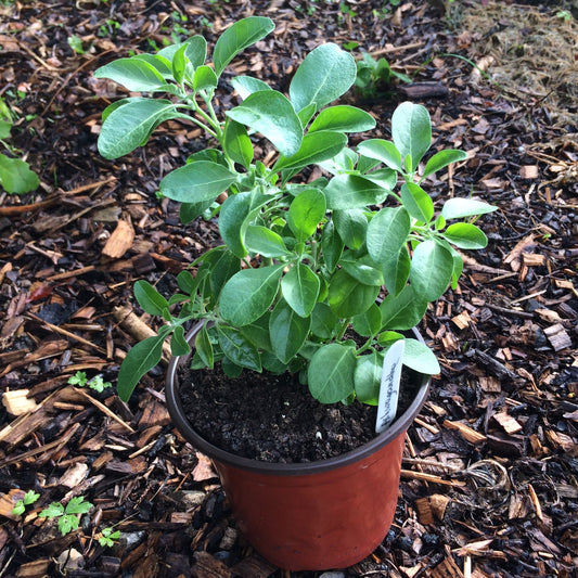 Ashwagandha plant Ireland Online