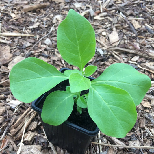 Ashwagandha Withania somnifera plant