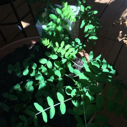 Atragalus membranaceus plant