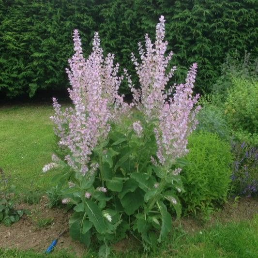 Salvia sclarea