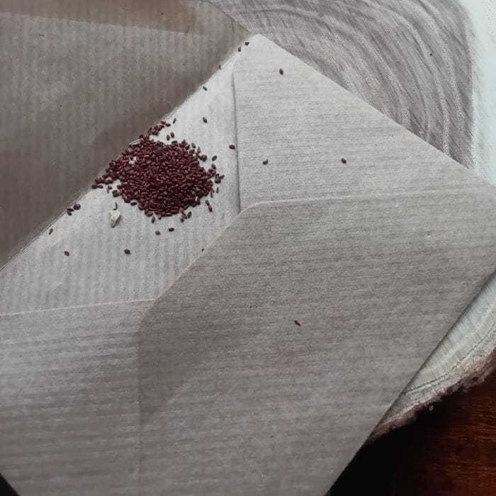 Codonopsis pilosula seeds