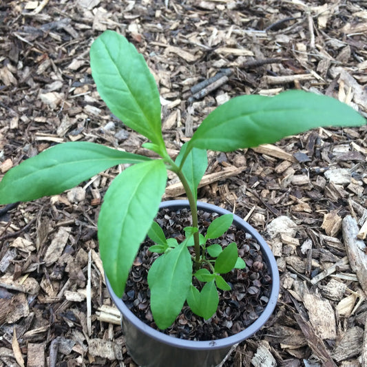 Eclipta alba plant ireland