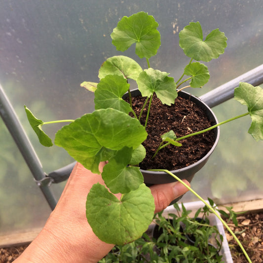 Gotu kola plant Ireland