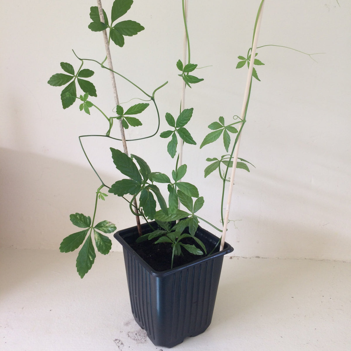Gynostemma pentaphyllum Jiaogulan plant