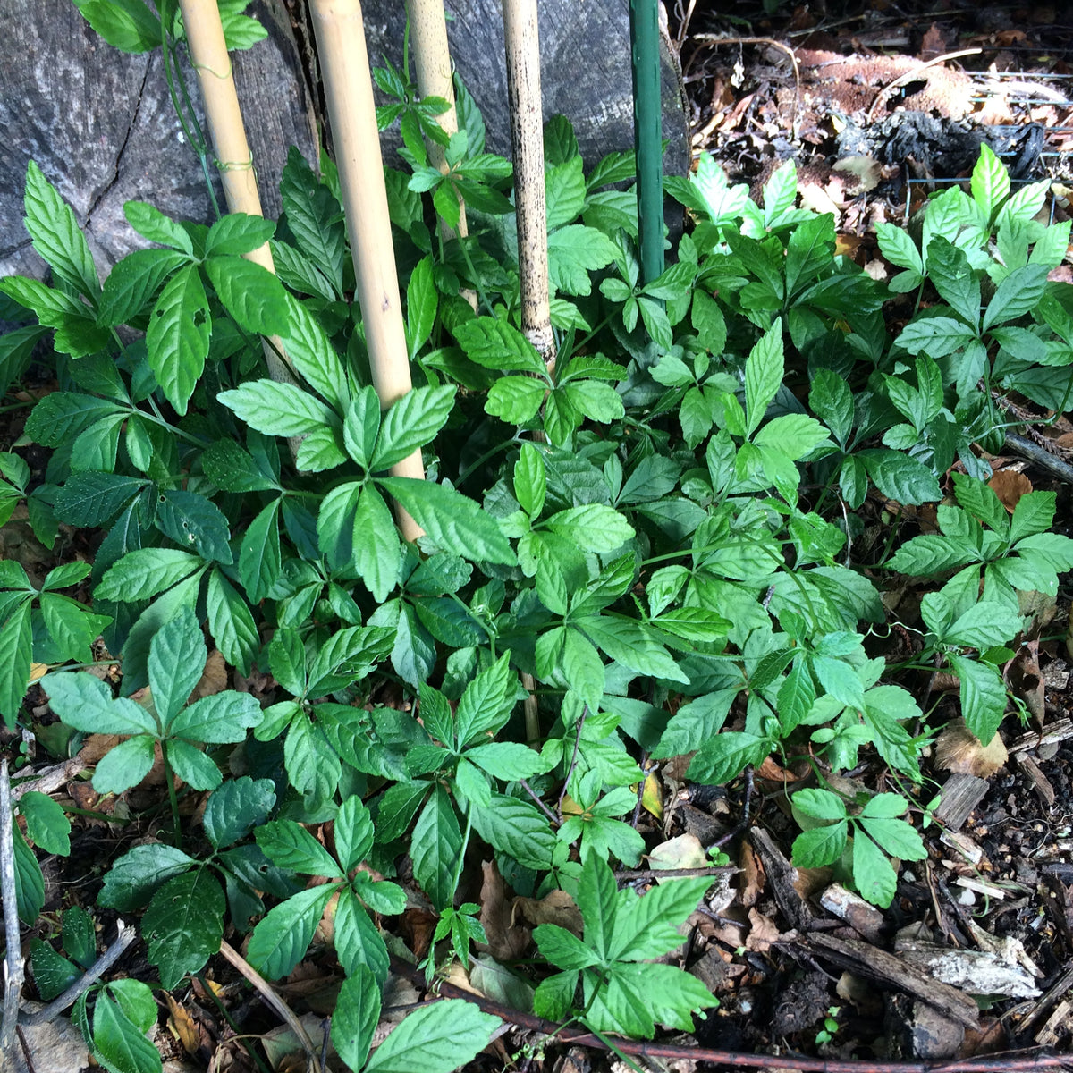Gynostemma pentaphyllum Jiaogulan plant Ireland