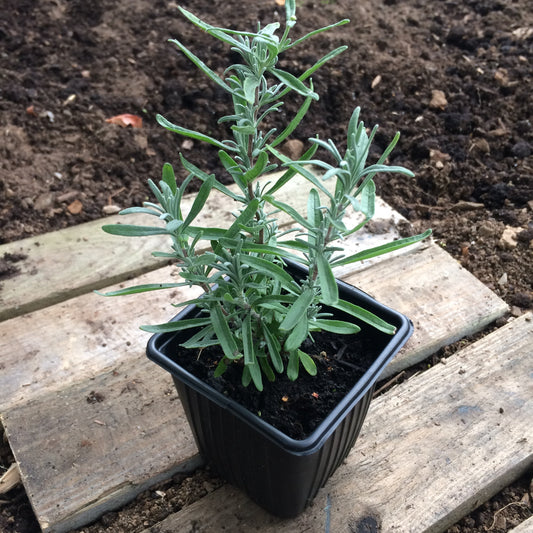 Lavender Lavandula angustifolia plant Ireland