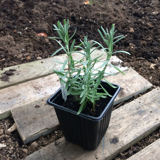 Lavender plant Ireland