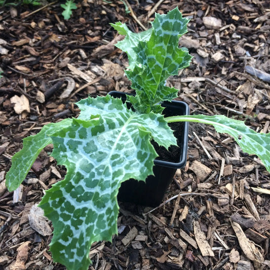 Milk thistle young plant
