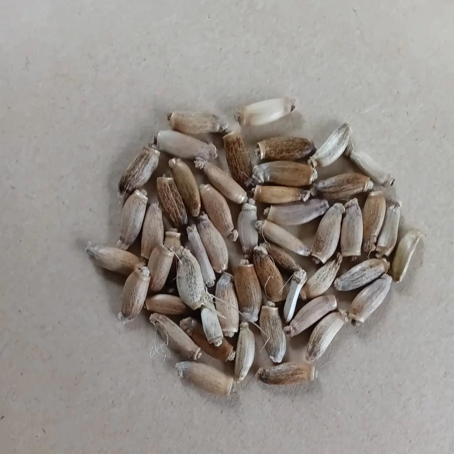 Close up of milk thistle seeds (Silybum marianum)