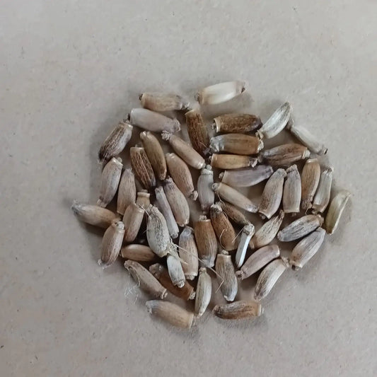 Close up of milk thistle seeds (Silybum marianum)