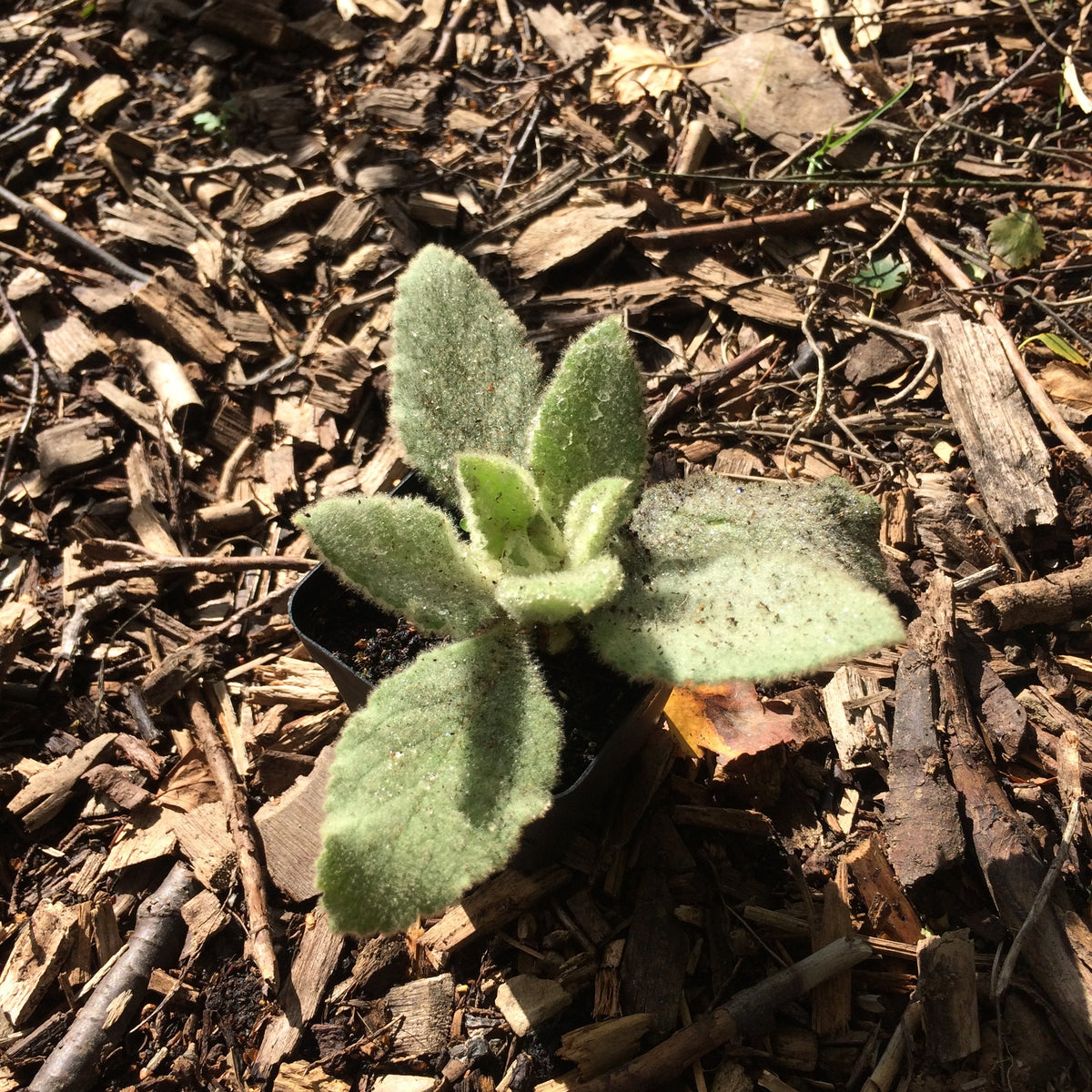 Mullein Plant Ireland