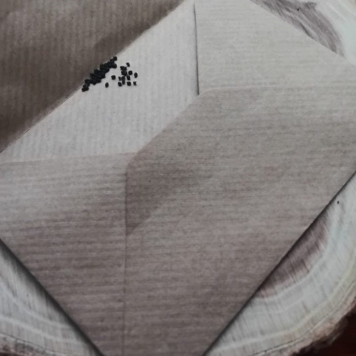 Tulsi Holy Basil seeds