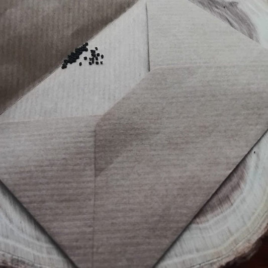 Tulsi Holy Basil seeds