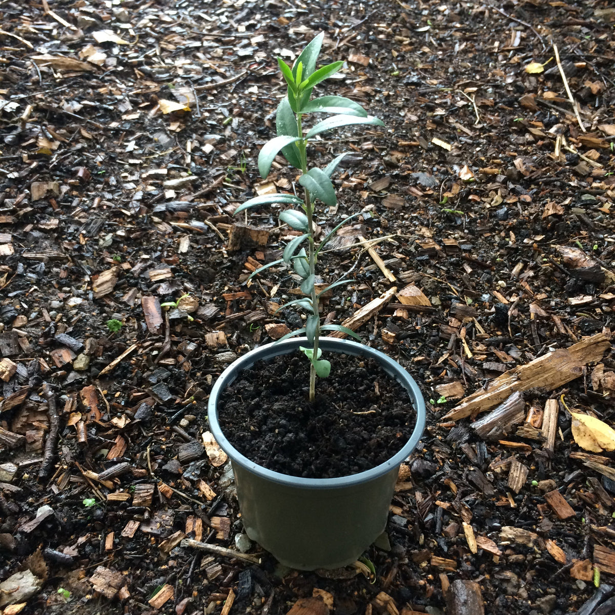 Olea europaea young plant Ireland