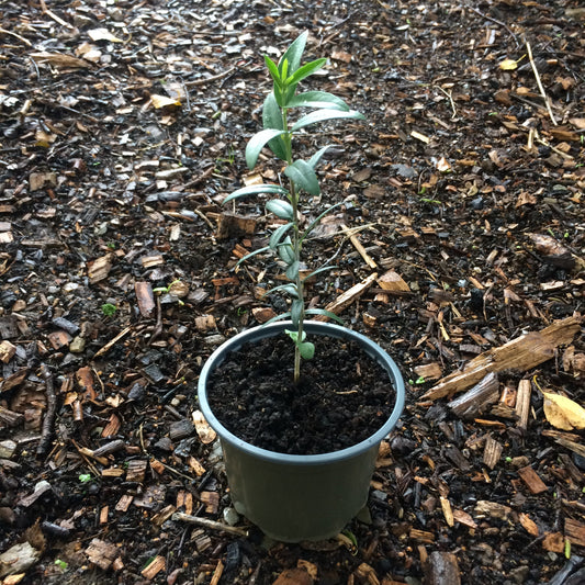 Olea europaea young plant Ireland