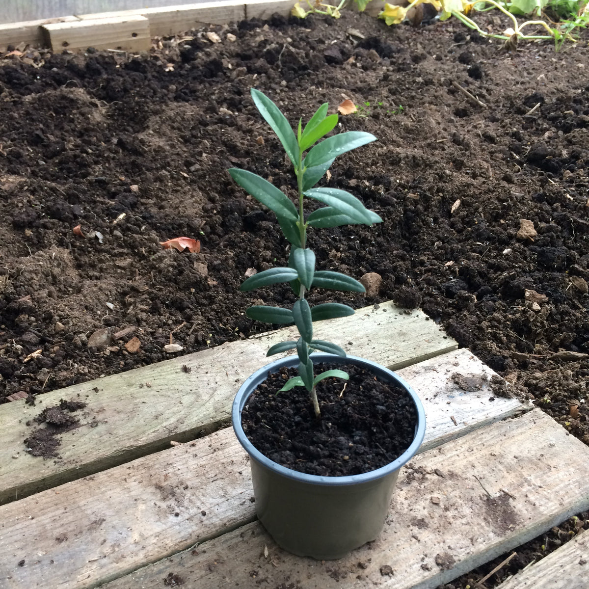 Olive tree young plant Ireland