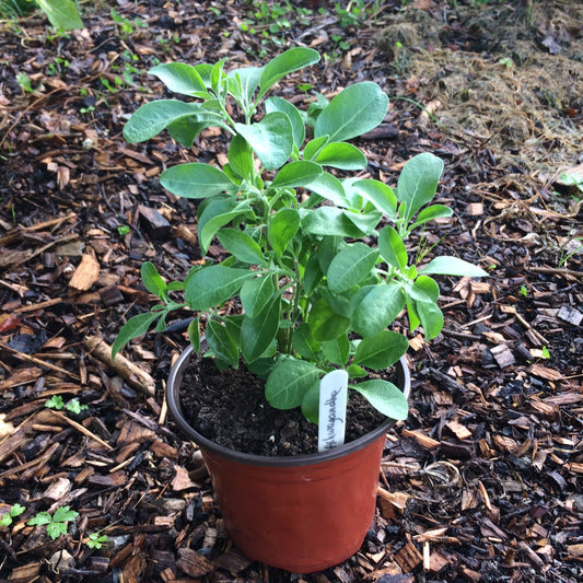 Potted Ashwagandha plant Ireland Online