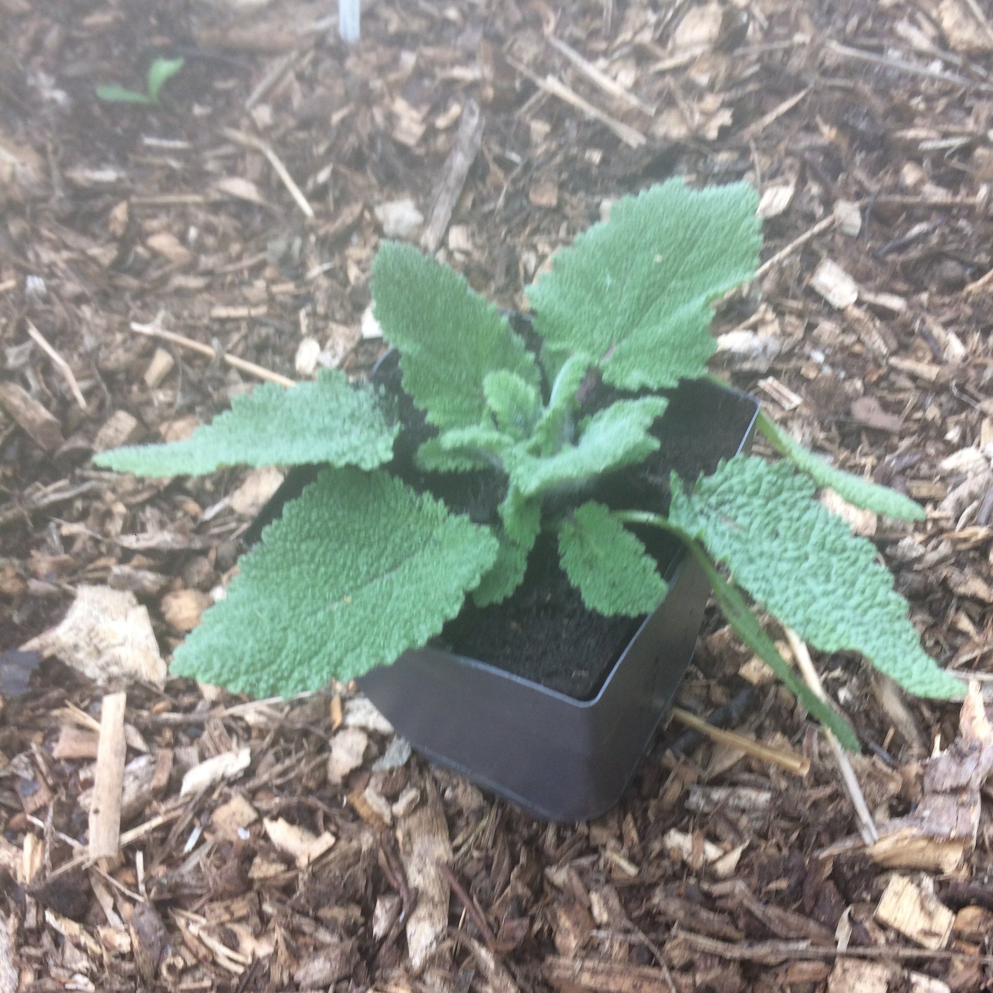 Savia sclarea Clary Sage plant 