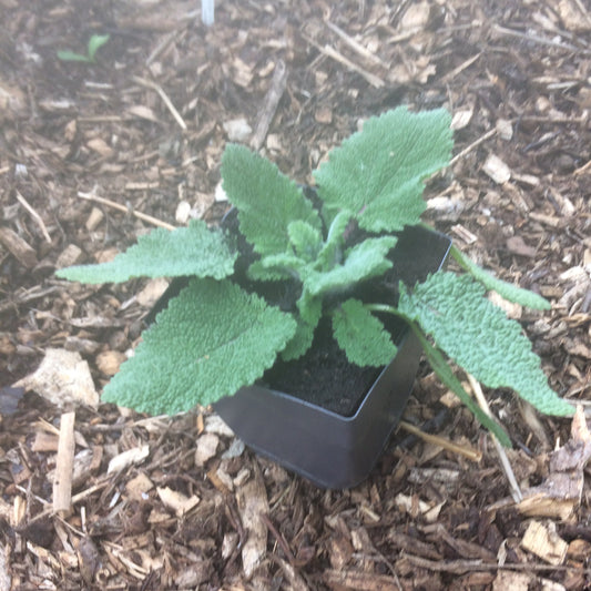Savia sclarea Clary Sage plant 