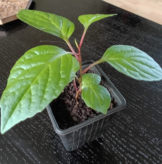 SchizandrachinensisChinesemagnoliavine