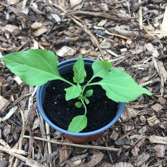 Acmella olracea Tothache plant Young Ireland Online