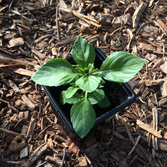 Ocimum tenuiflorum Tulsi Holy Basil plant Ireland Online