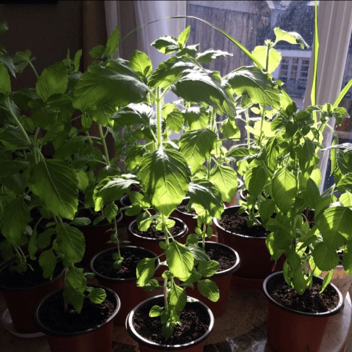 Tulsi Holy Basil Plants