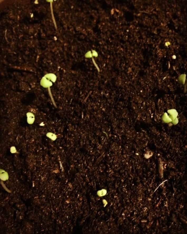 Tulsi seedlings