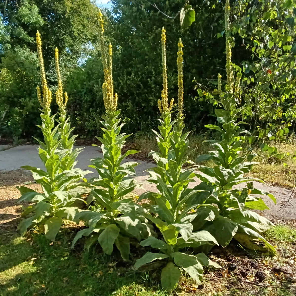 Verbascum thapsus Mullein Plants Ireland