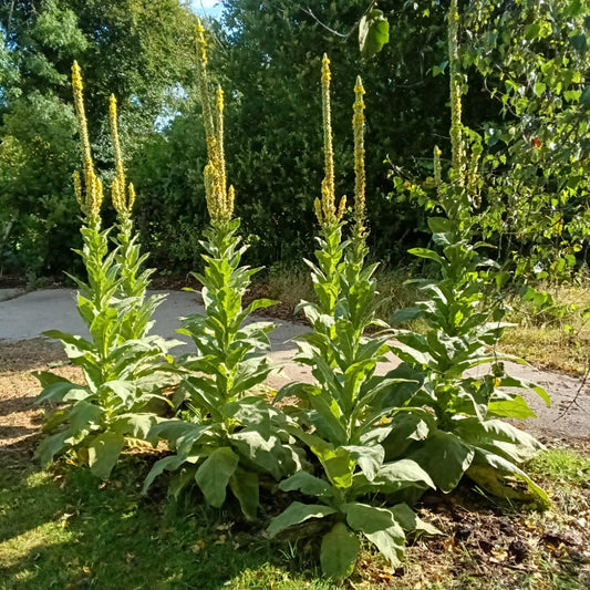 Verbascum thapsus Mullein Plants Ireland