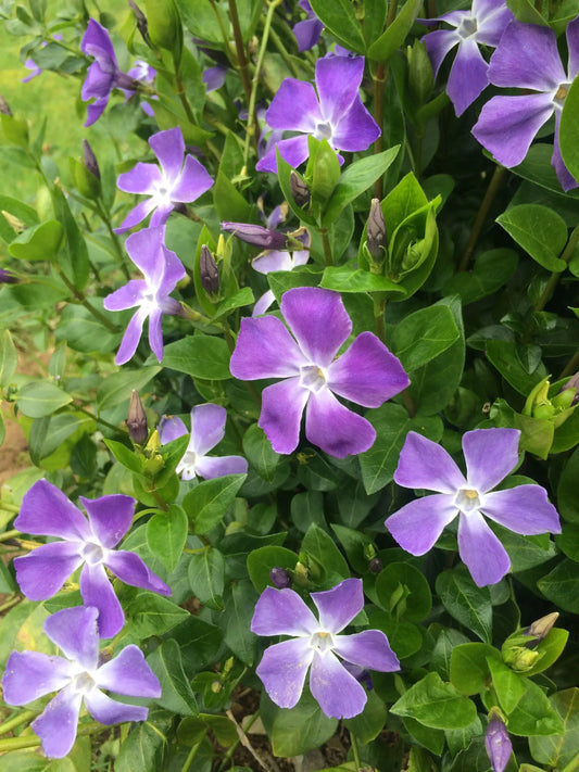 Greater periwinkle Vinca major flowers