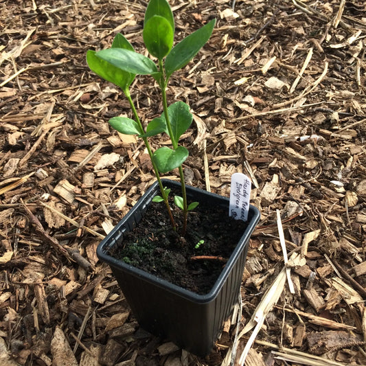 Vinca major plant Ireland