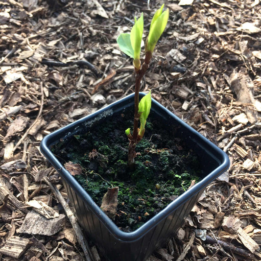 Schizandra chinensis plant
